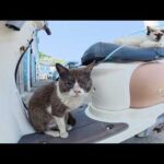 3匹の老猫達がバイクを占拠する(YouTube)