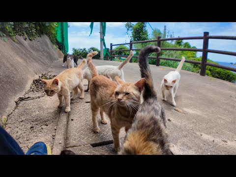山の上で猫だらけ!? 猫島の“頂上集会”に潜入してきたら癒されすぎた…！(YouTube)