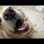 無事キッカの手術が終わりました(YouTube)