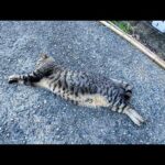 PUMA猫?!(YouTube)