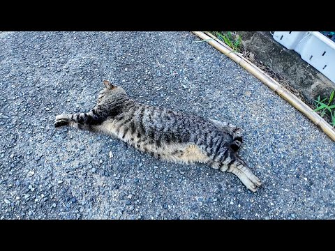 PUMA猫?!(YouTube)