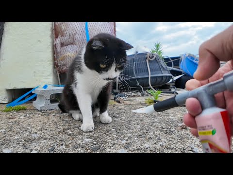 髭のハチワレ猫ちゃんにもちゅーるをやってきた(YouTube)