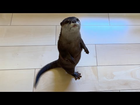 カワウソとの無限鬼ごっこが楽しすぎた！ 笑 The endless tag game with the otter was too much fun! LOL!(YouTube)