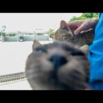 猫好き歓喜！フェリー乗り場が猫だらけで幸せすぎた…！(YouTube)