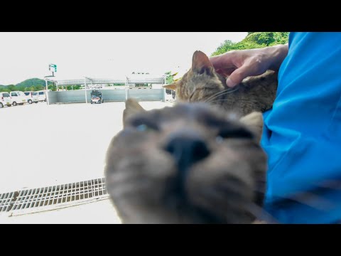 猫好き歓喜！フェリー乗り場が猫だらけで幸せすぎた…！(YouTube)