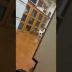 今更しらこいても無駄じゃ(YouTube)