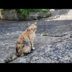 「まだ誰もいないニャ…」猫の集会に早く来すぎた猫にそっと寄り添ってみた(YouTube)