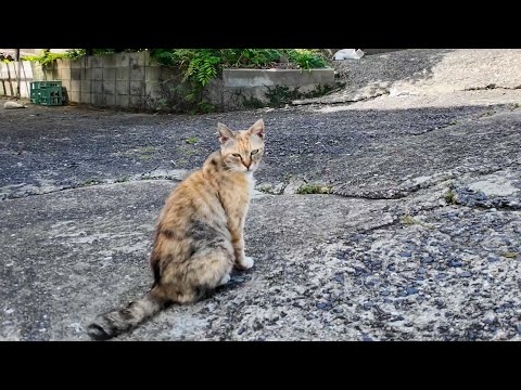 「まだ誰もいないニャ…」猫の集会に早く来すぎた猫にそっと寄り添ってみた(YouTube)