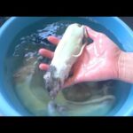 産卵後のガリガリ蛇たちの餌やりの時間です(YouTube)