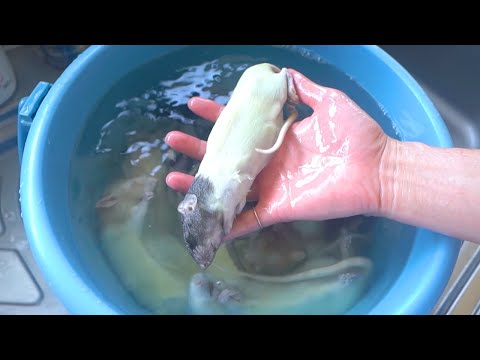 産卵後のガリガリ蛇たちの餌やりの時間です(YouTube)