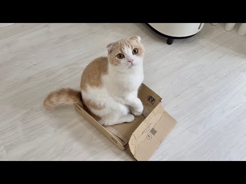 太りすぎてついに一番お気に入りのダンボールを潰しちゃった猫がこうなってました…(YouTube)
