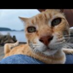 海辺にいた茶トラ猫ちゃん、ナデナデすると喜んで足にしがみついてきた(YouTube)