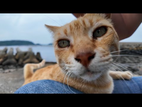海辺にいた茶トラ猫ちゃん、ナデナデすると喜んで足にしがみついてきた(YouTube)
