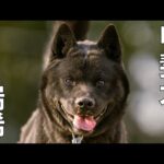 【甲斐犬】瑞稀くん骨肉腫かもです(YouTube)