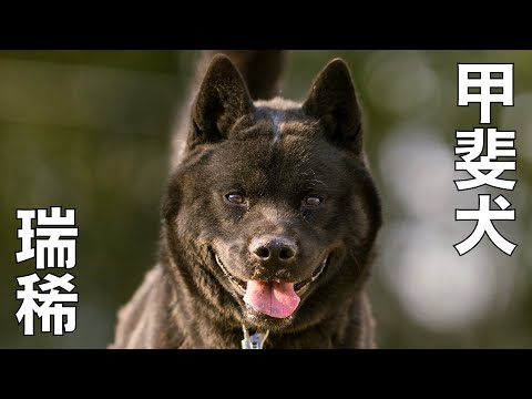 【甲斐犬】瑞稀くん骨肉腫かもです(YouTube)