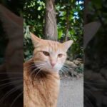 並木道を歩いていたら猫がこっちに寄って来た(YouTube)