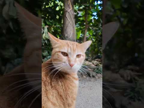 並木道を歩いていたら猫がこっちに寄って来た(YouTube)