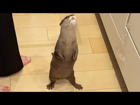 高級豚肉を欲しがりすぎるカワウソの身振り手振り！ The gestures of an otter that wants too much fine pork!(YouTube)