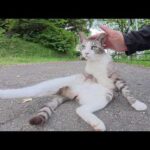 ツンデレなサバシロ猫ちゃんがコテンと寝転んで甘えてきた(YouTube)