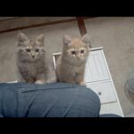 毎日子猫たちに癒されてます(YouTube)