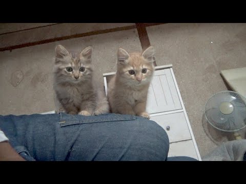 毎日子猫たちに癒されてます(YouTube)