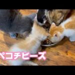 腹ペコチビーズ  大きくなるニャン　2025 06 02 2(YouTube)