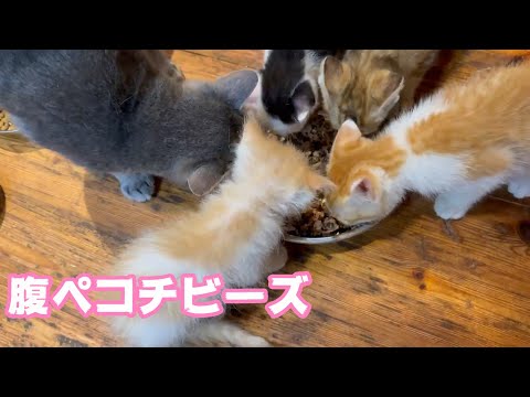 腹ペコチビーズ  大きくなるニャン　2025 06 02 2(YouTube)