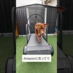 自走式ランニングマシンで最強を目指すピットブル#PR #トレッドミル(YouTube)