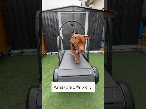 自走式ランニングマシンで最強を目指すピットブル#PR #トレッドミル(YouTube)