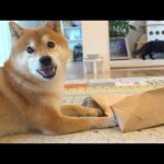 柴犬の隣で猫を褒めまくってたら‥変な事態になった。(YouTube)