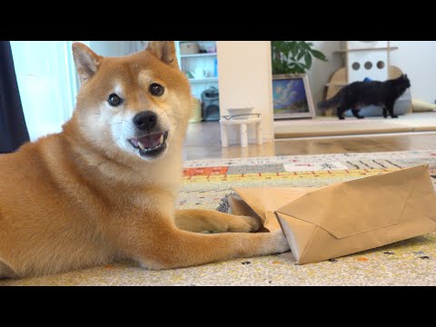 柴犬の隣で猫を褒めまくってたら‥変な事態になった。(YouTube)