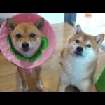 【病理検査の結果が出ました】柴犬いちごの乳腺腫瘍について。(YouTube)