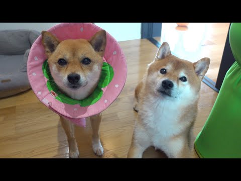 【病理検査の結果が出ました】柴犬いちごの乳腺腫瘍について。(YouTube)