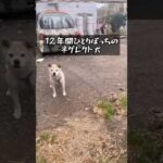 ネグレクト犬の結末とは…(YouTube)