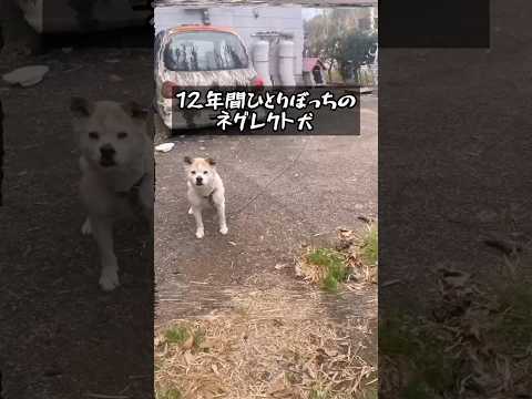 ネグレクト犬の結末とは…(YouTube)
