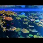 【海遊館】LIVE！ぐるぐるサンゴ！　⑦GBR 作り方 🔎(YouTube)