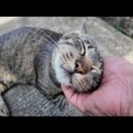 参拝前に癒された…神社の駐車場にいた猫が可愛すぎた件🐾(YouTube)