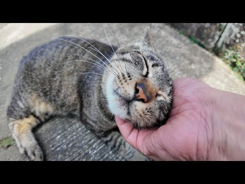 参拝前に癒された…神社の駐車場にいた猫が可愛すぎた件🐾(YouTube)