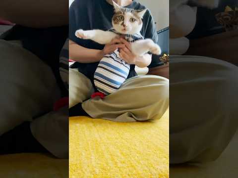 あーれー🛸 #爪切り #cats(YouTube)