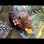 美味しいエサを取られたくなくてムームー怒りながら食べるビーバーが可愛すぎたww(YouTube)