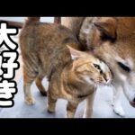 柴犬愛がすごすぎる猫は控え目に甘えていたのに、大爆発しちゃいました…(YouTube)