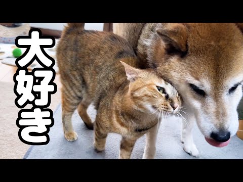 柴犬愛がすごすぎる猫は控え目に甘えていたのに、大爆発しちゃいました…(YouTube)