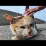 道端で寝ていた三毛猫ちゃんをナデナデすると足元にスリスリしてきてカワイイ(YouTube)