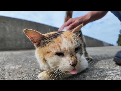 道端で寝ていた三毛猫ちゃんをナデナデすると足元にスリスリしてきてカワイイ(YouTube)