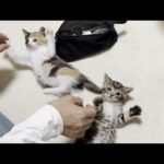 子猫に最後の挨拶をしてから登校する息子(YouTube)