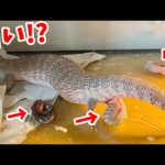 ヤマトちゃんが【真っ白になる】キタアオジタトカゲを出産しました！！！(YouTube)