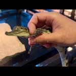 フィリピンで新しくオープンした爬虫類ショップに訪問してきました(YouTube)