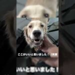 【⁉】部屋中に仔犬がとっ散らかっていました(YouTube)