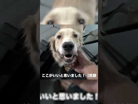 【⁉】部屋中に仔犬がとっ散らかっていました(YouTube)
