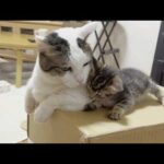 秀吉と豆大福と一緒に遊ぶ思い出ができた子猫(YouTube)